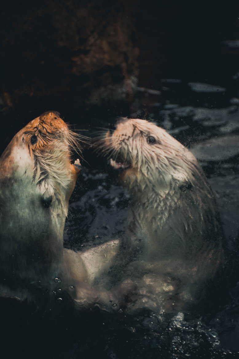 otters